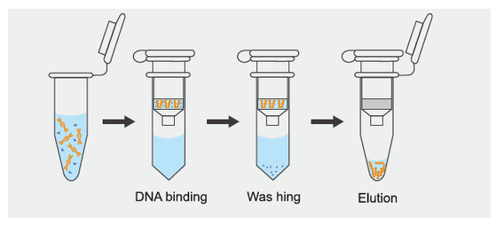 Brucella Melitensis Fluorescence PCR Kit Nucleic Acid Detection Kit for Brucella melitensis (Fluorescent PCR Method) proveedor